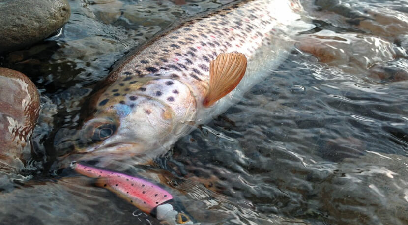 О рыбалке 2020 и водоохранной зоне О рыбалке 2020 и водоохранной зоне