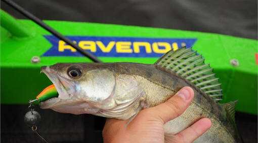 Наживка, топ 5 для лучшего клева Наживка, топ 5 для лучшего клева