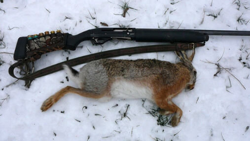 Охота на зайца