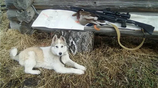 Охота с лайкой