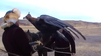 Большой выпуск с Беркутчи